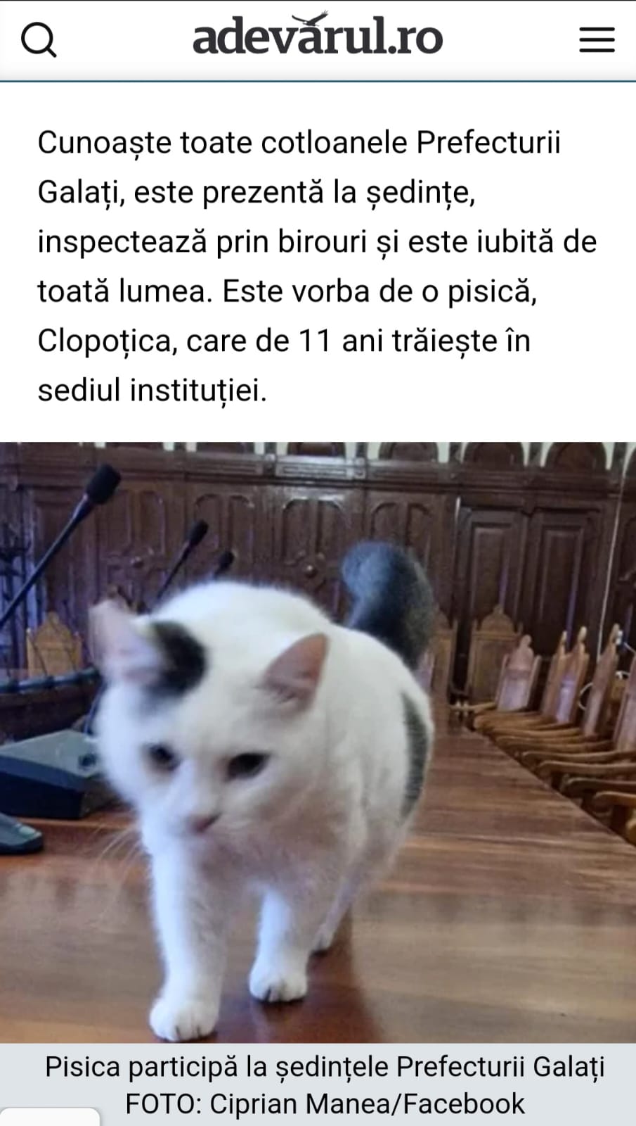 Pisica de la prefectură